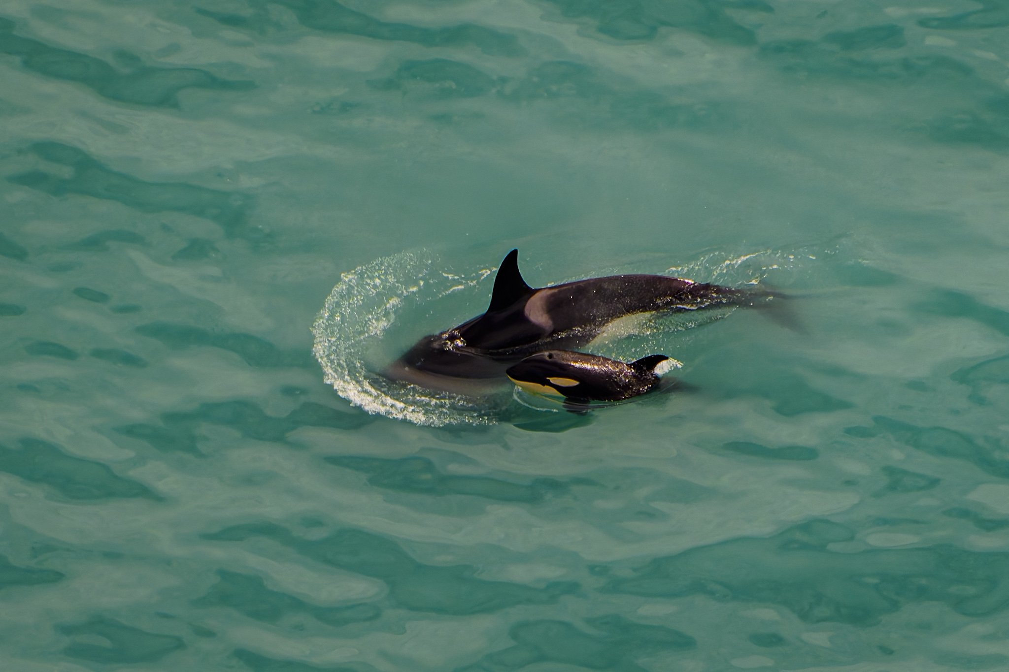 Baby orca