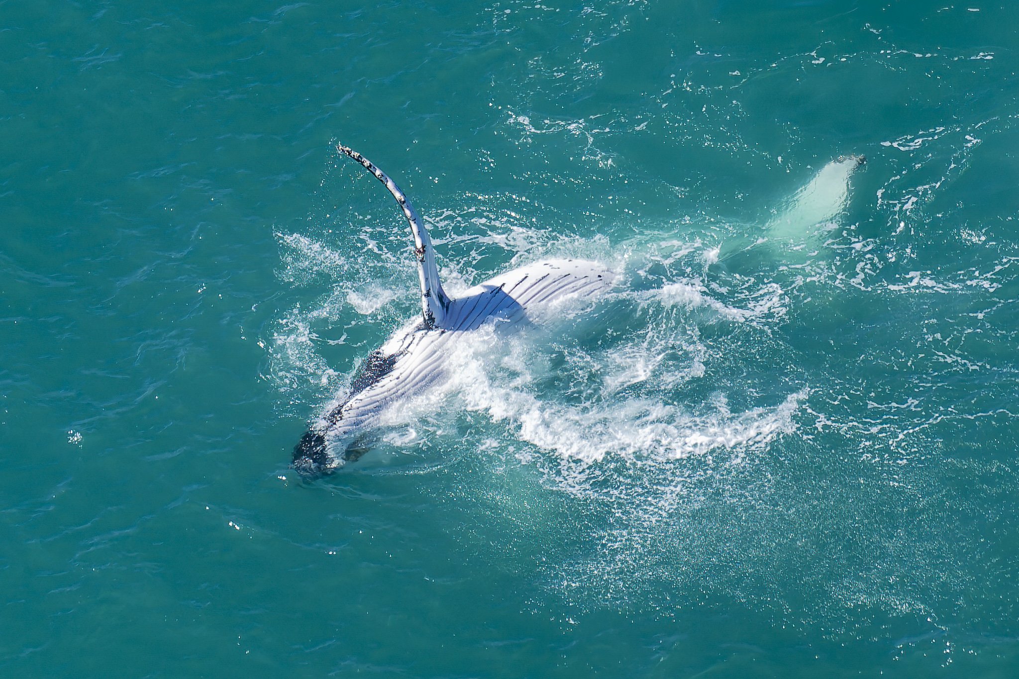 Aerial Ocean Wildlife Photography