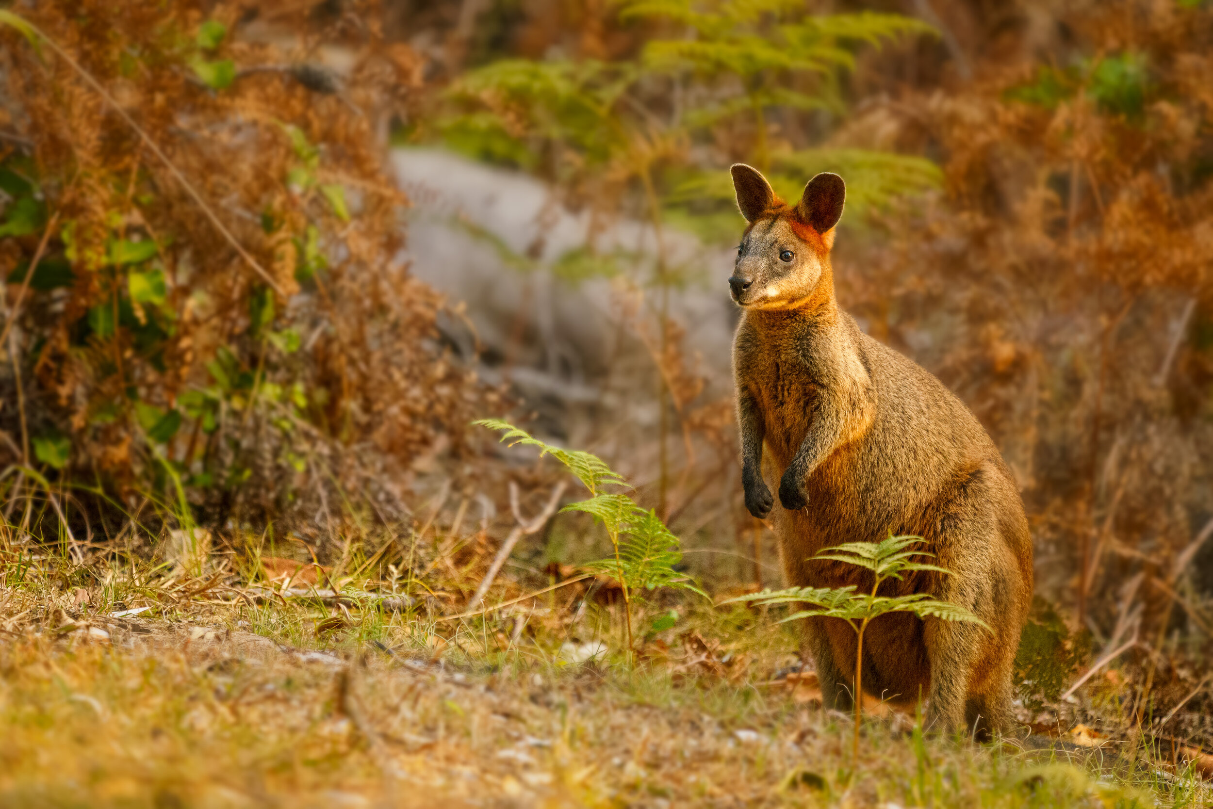 Swamp wallaby at sunset in Arakwal National Park, Byron Bay