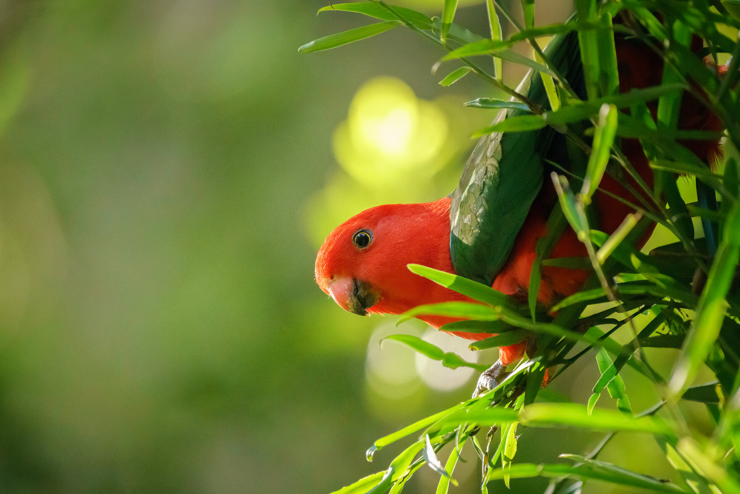 Bird at Binna Burra