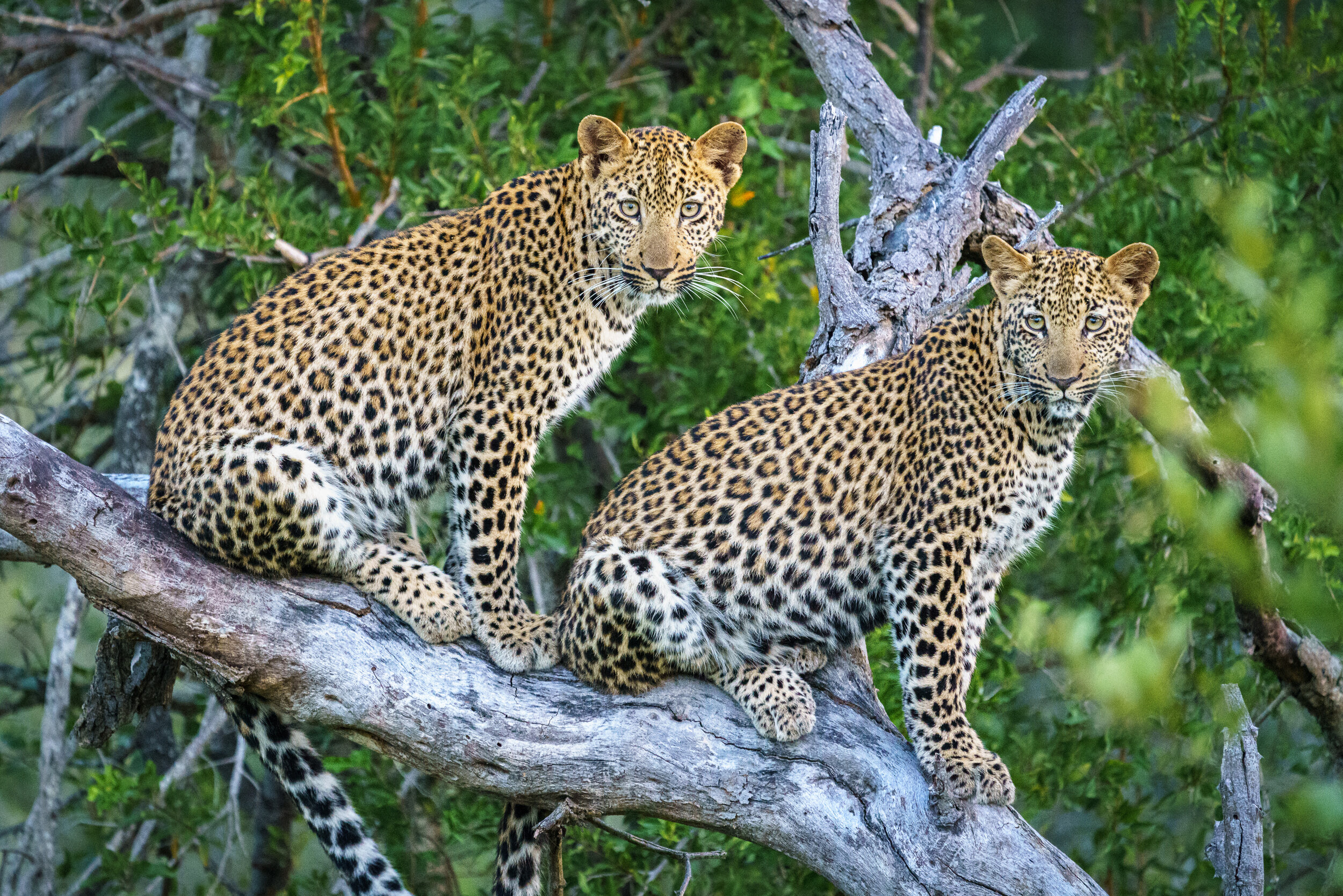 Two leopards in Kruger National Park