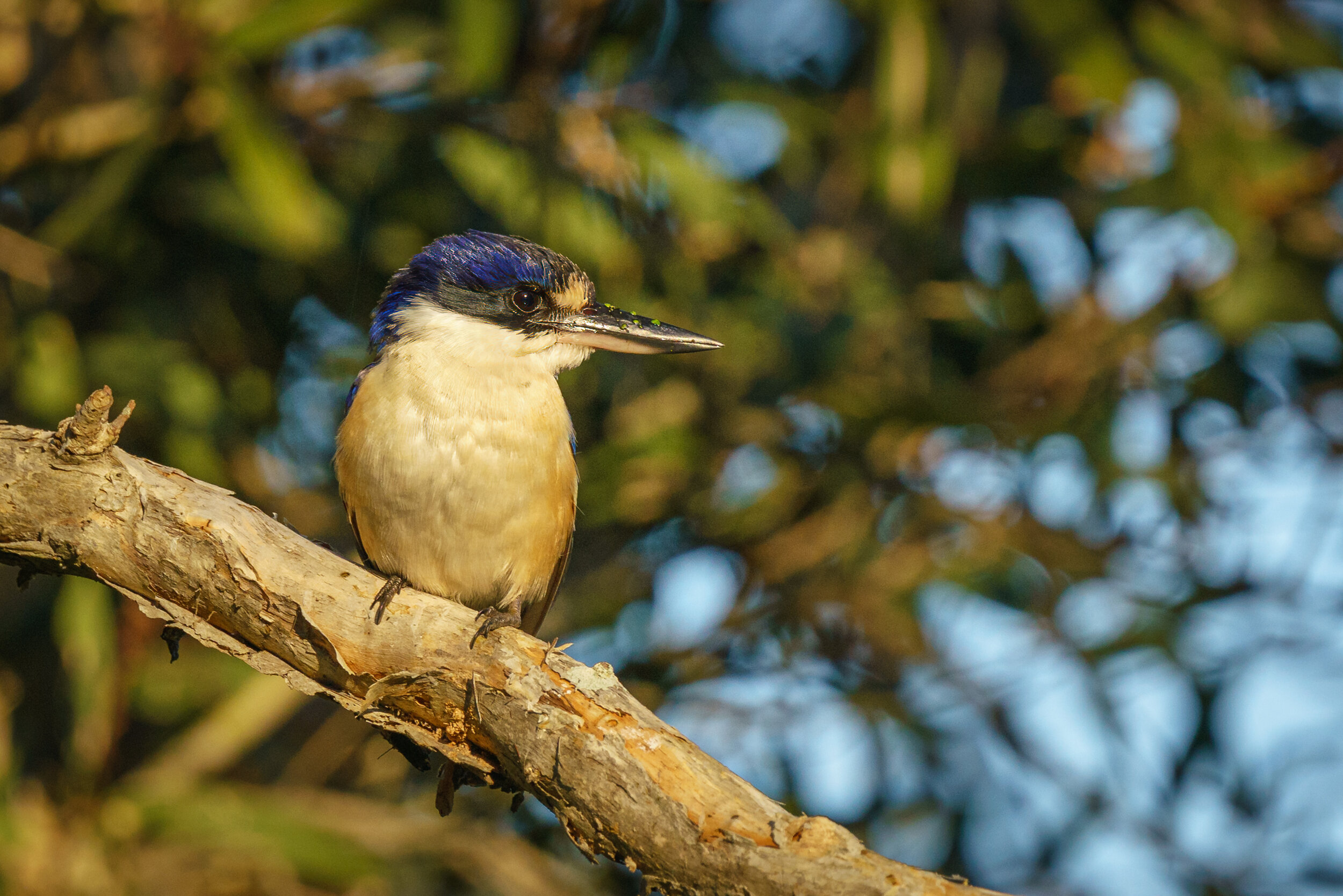 Bird at Eagleby Wetlands