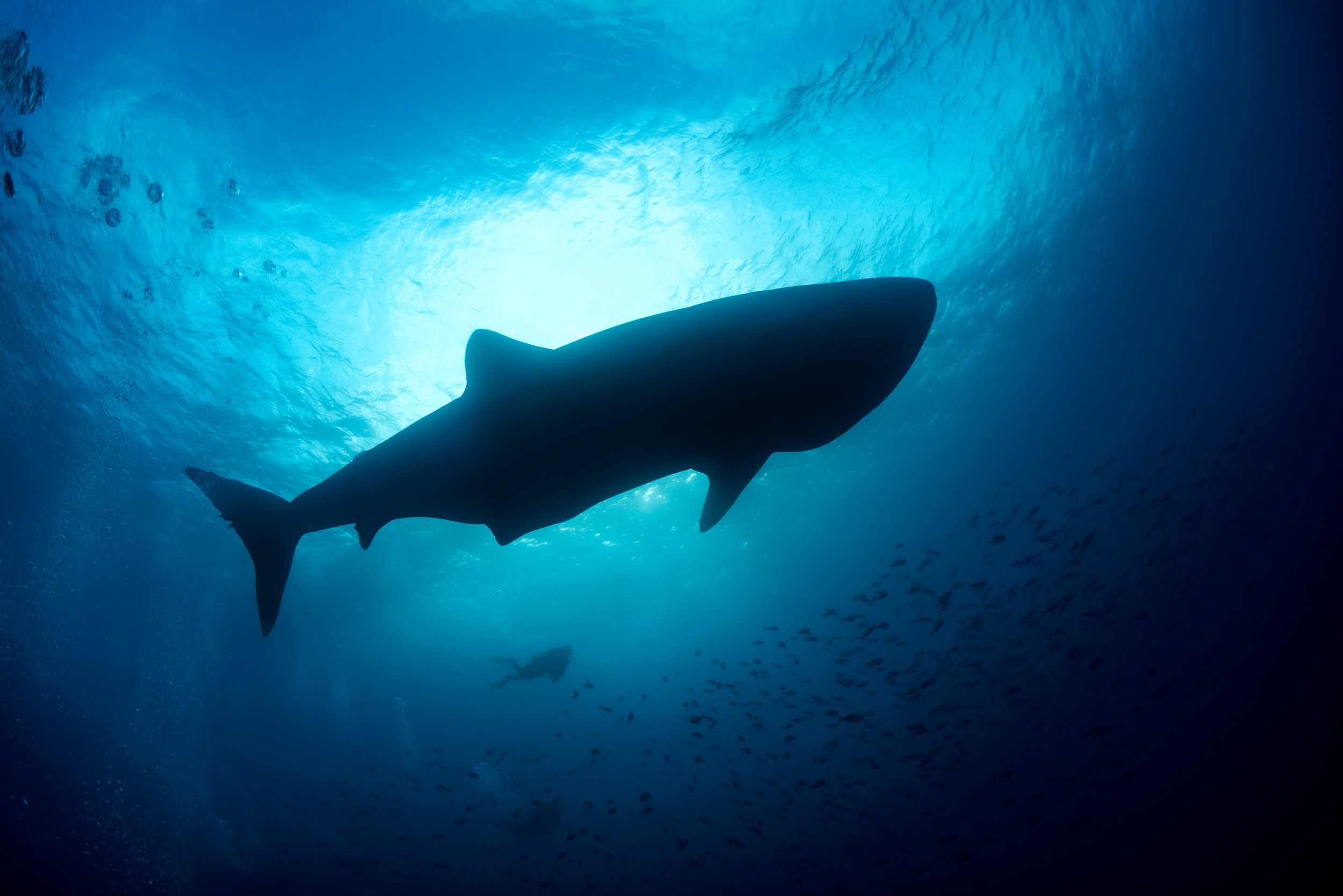 Whale shark and diver in the Galapagos Islands