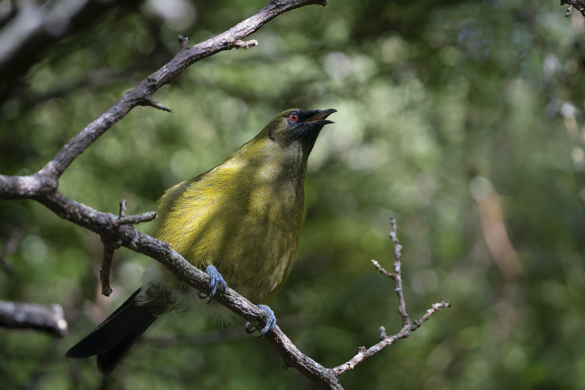 Hinewai Reserve