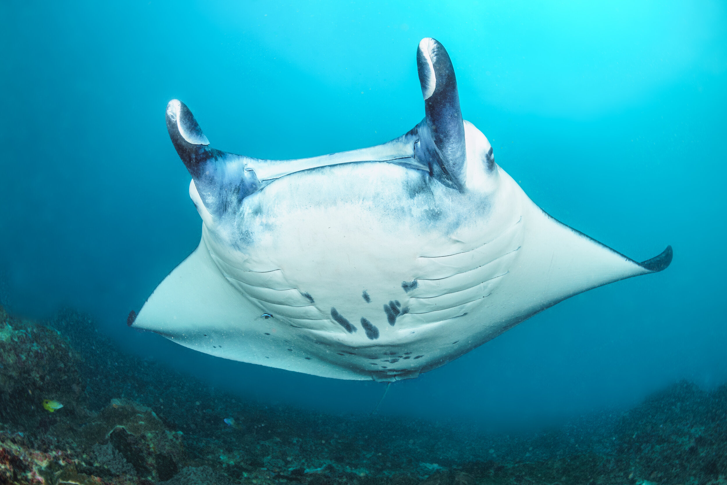 A Nusa Penida reef manta ray