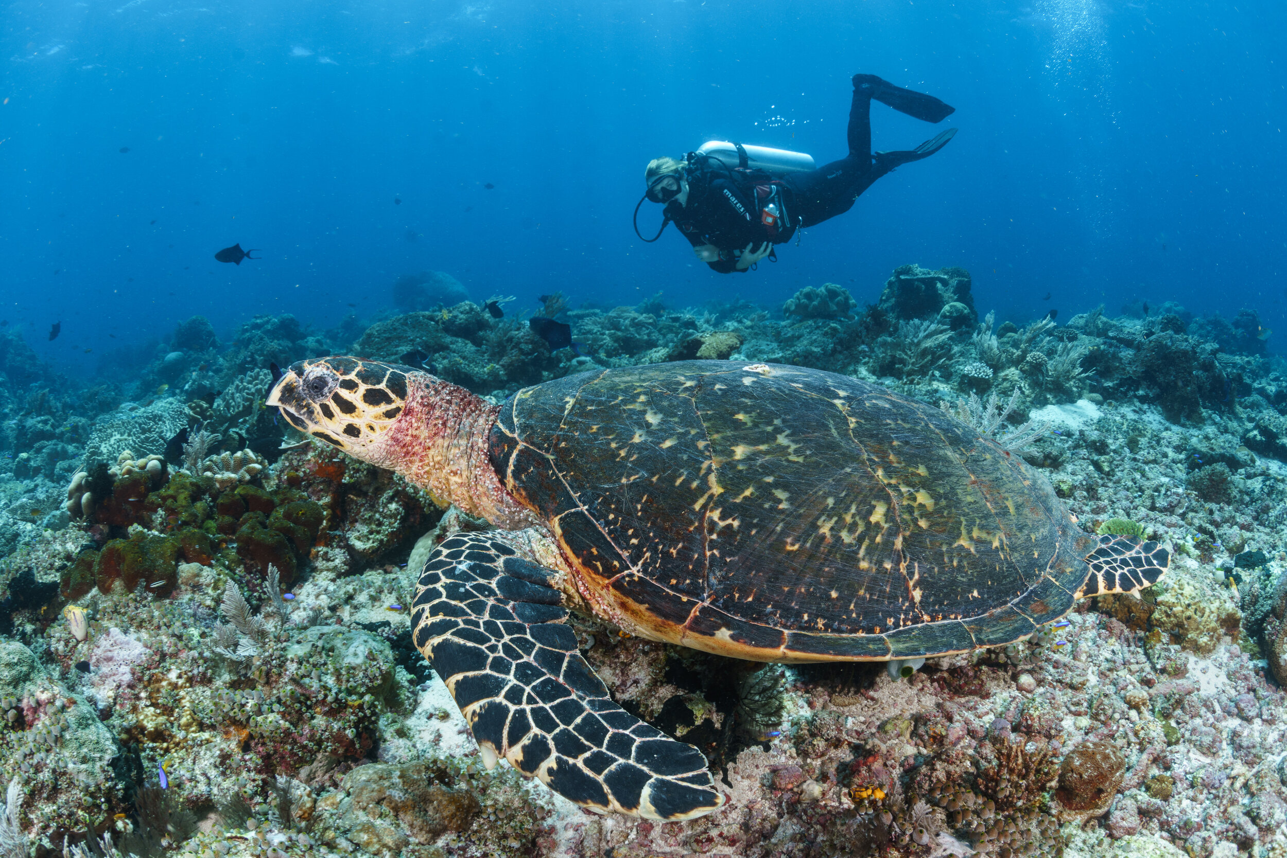 Diver with marine life