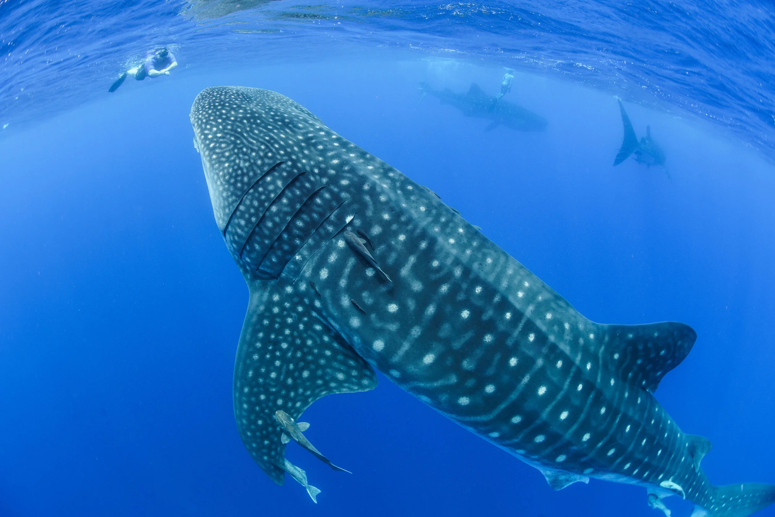 Ethical whale shark tourism at St Helena Island