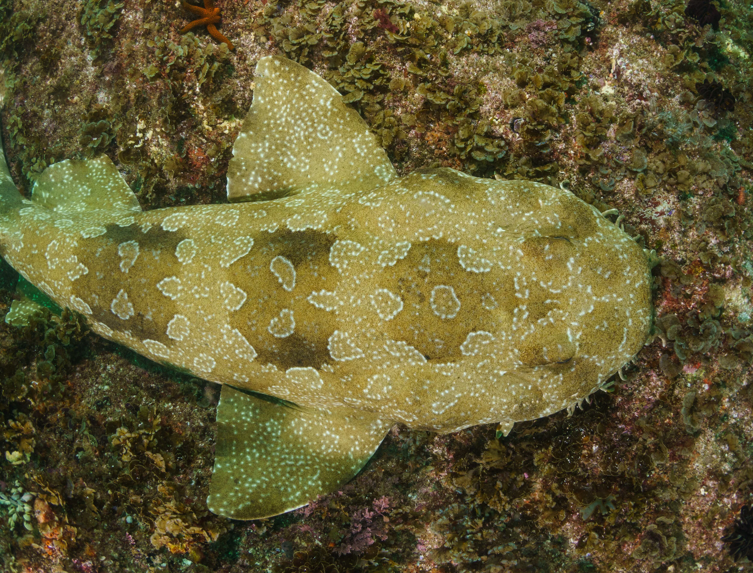 Spotted wobbegong individual at Julian Rocks