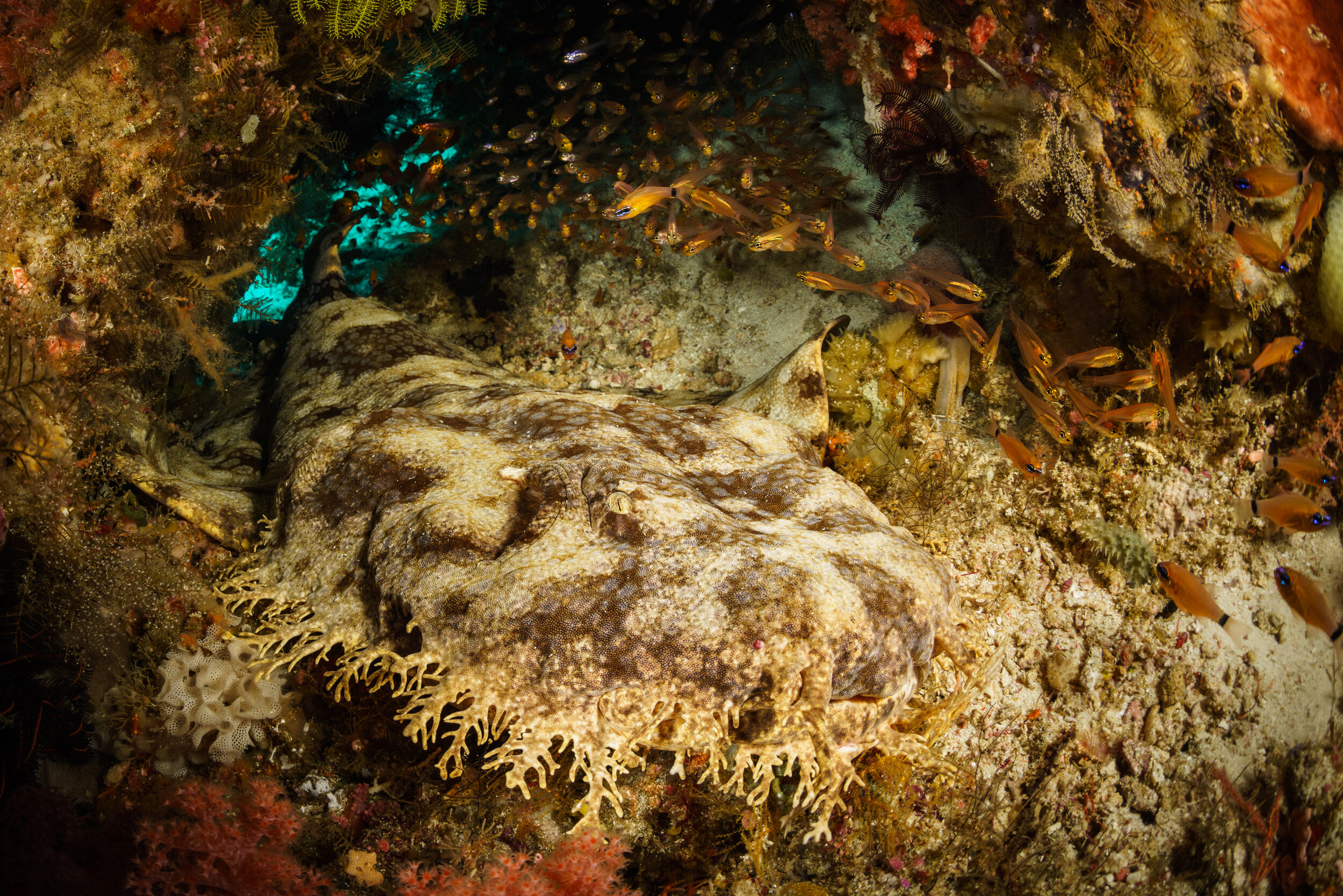 Wobbegong resting at Julian Rocks