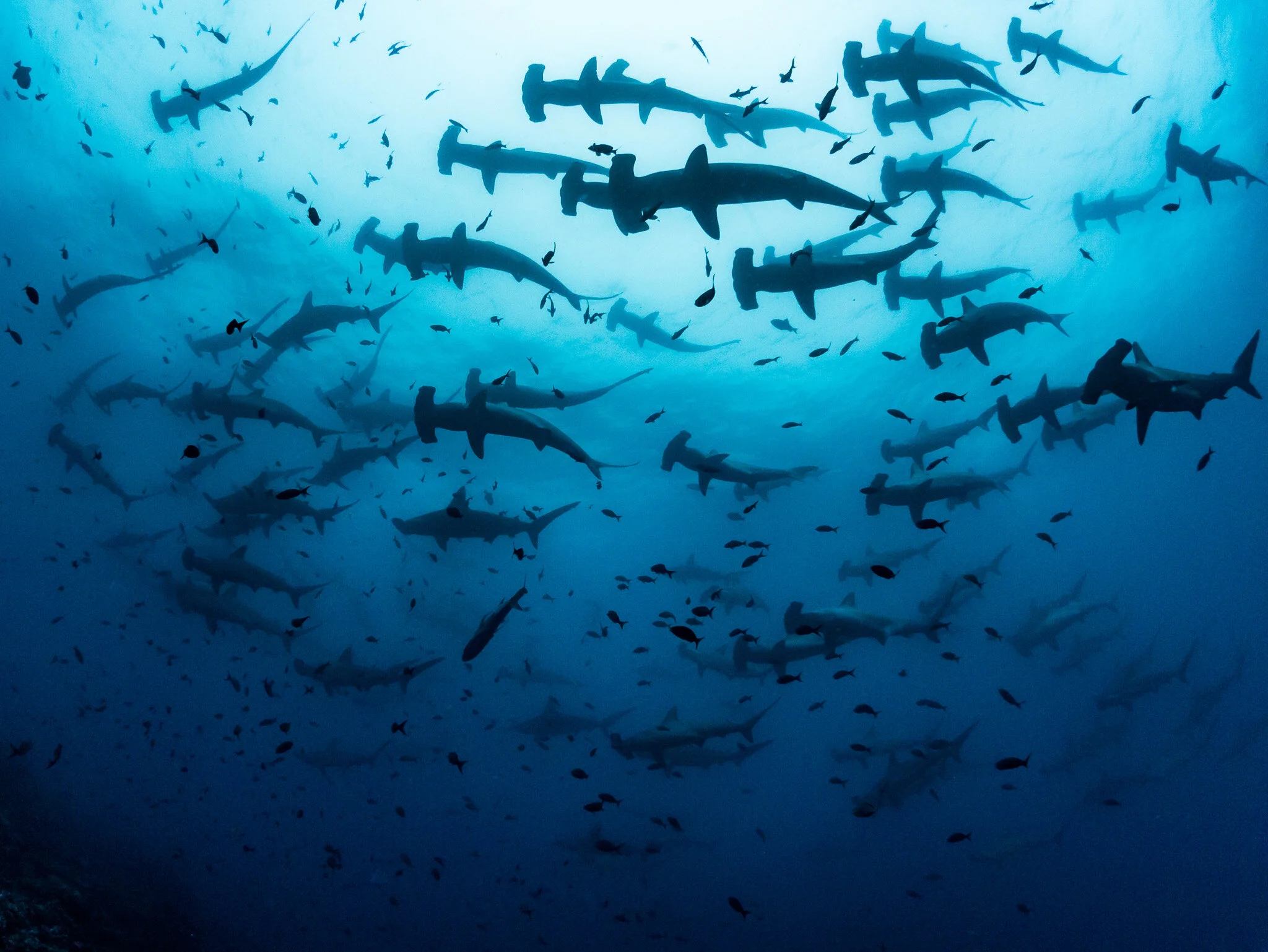 Wildlife photography by Simon J Pierce