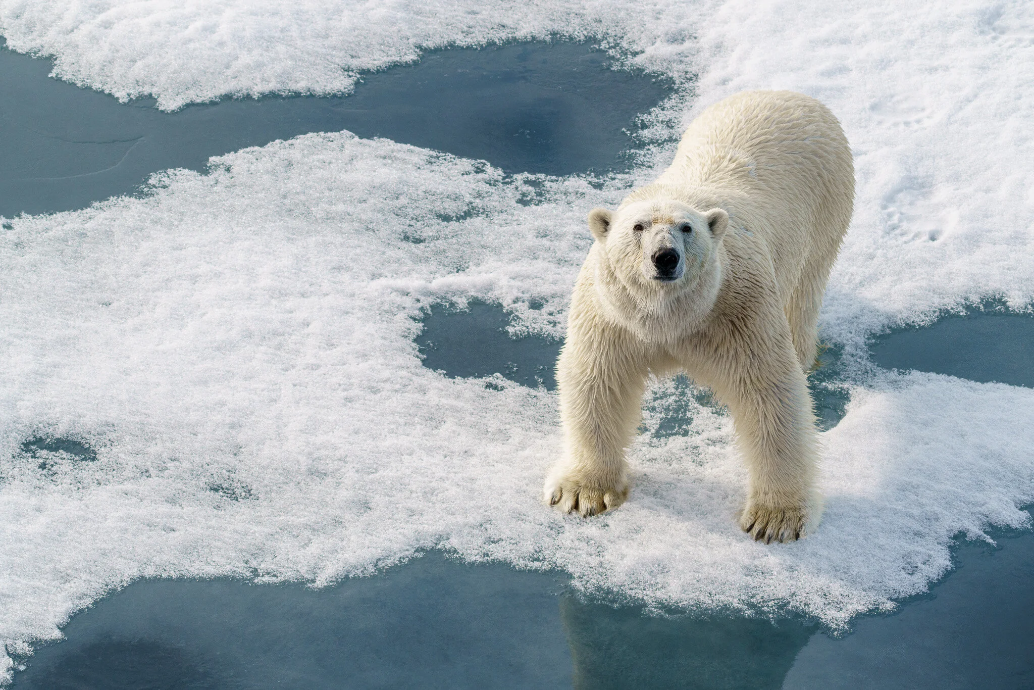 Wildlife photography by Simon J Pierce