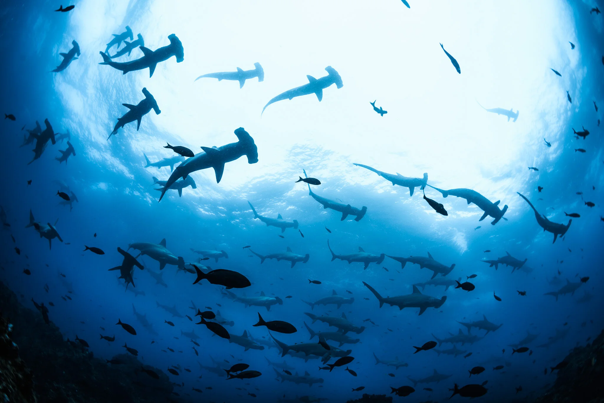 Wildlife photography by Simon J Pierce
