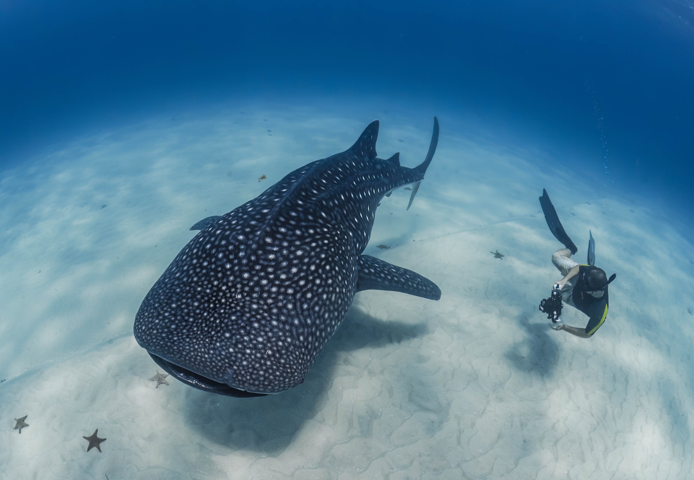 Simon photographing a whale shark