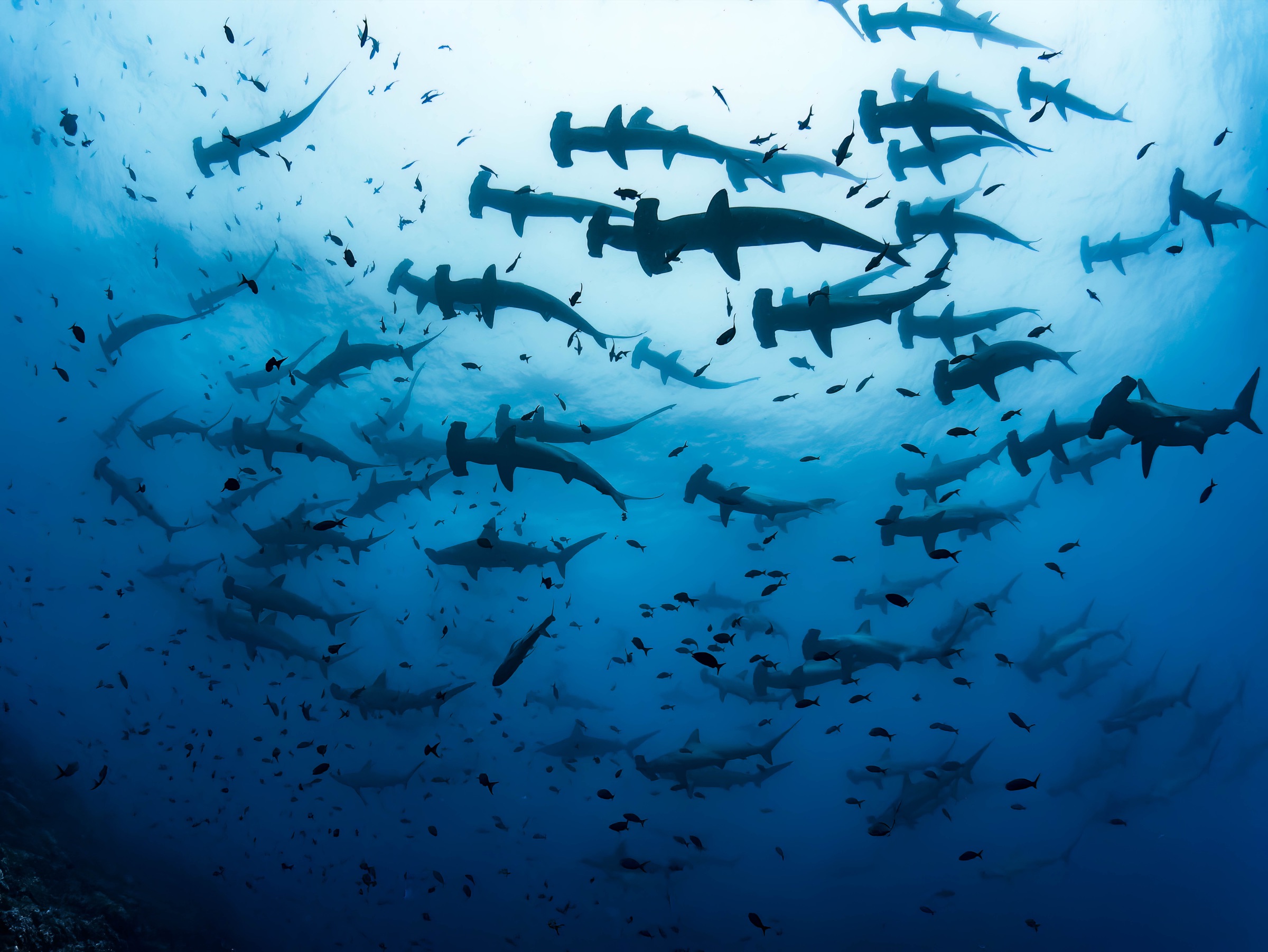 Scalloped hammerhead sharks in the Galápagos Islands
