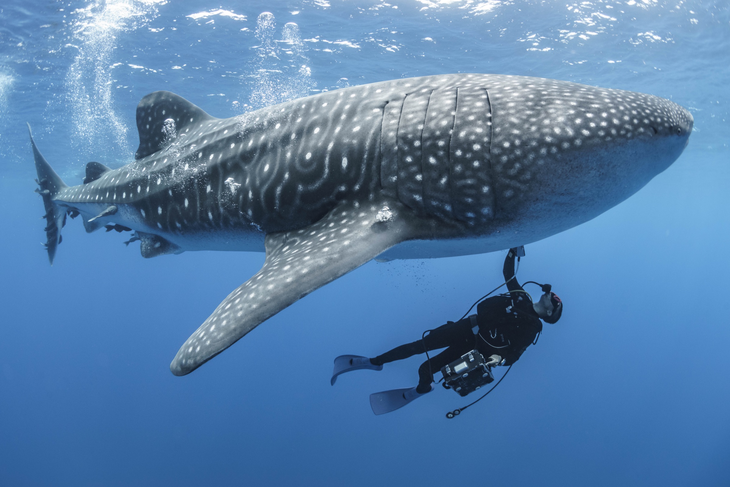 Dr Rui Matsumoto ultrasounding a whale shark at St Helena