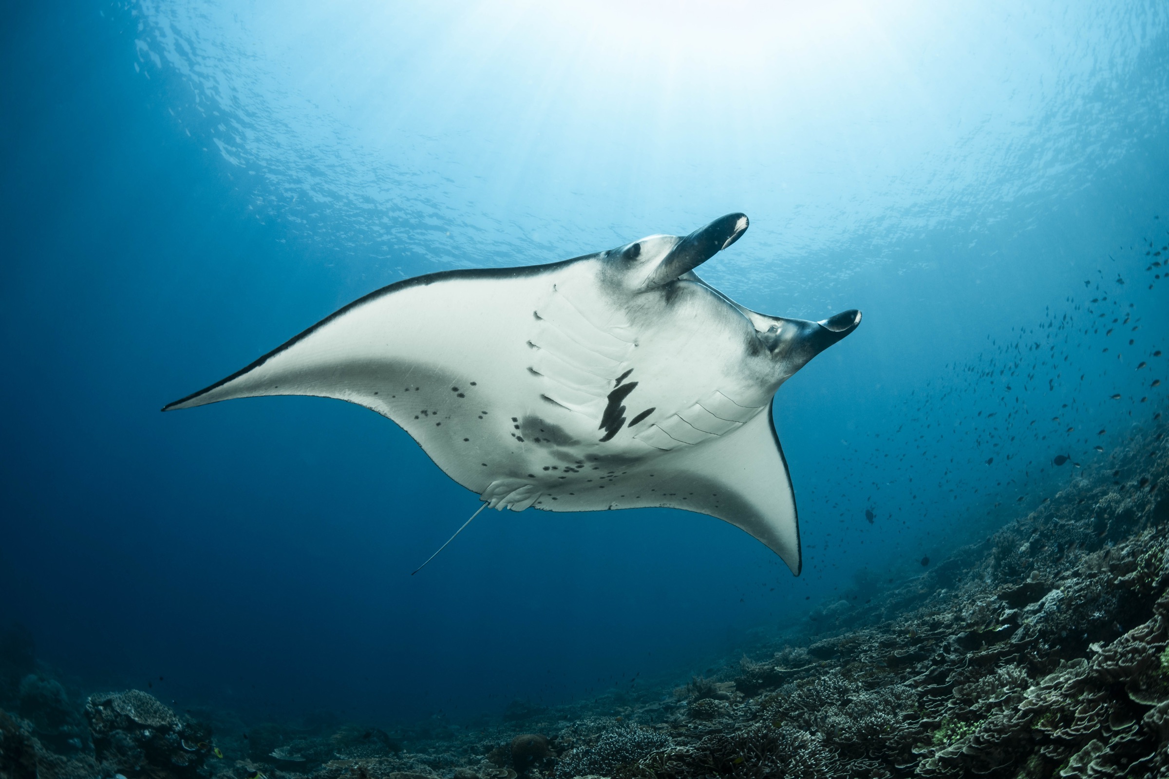 A reef manta ray in Komodo National Park, Indonesia