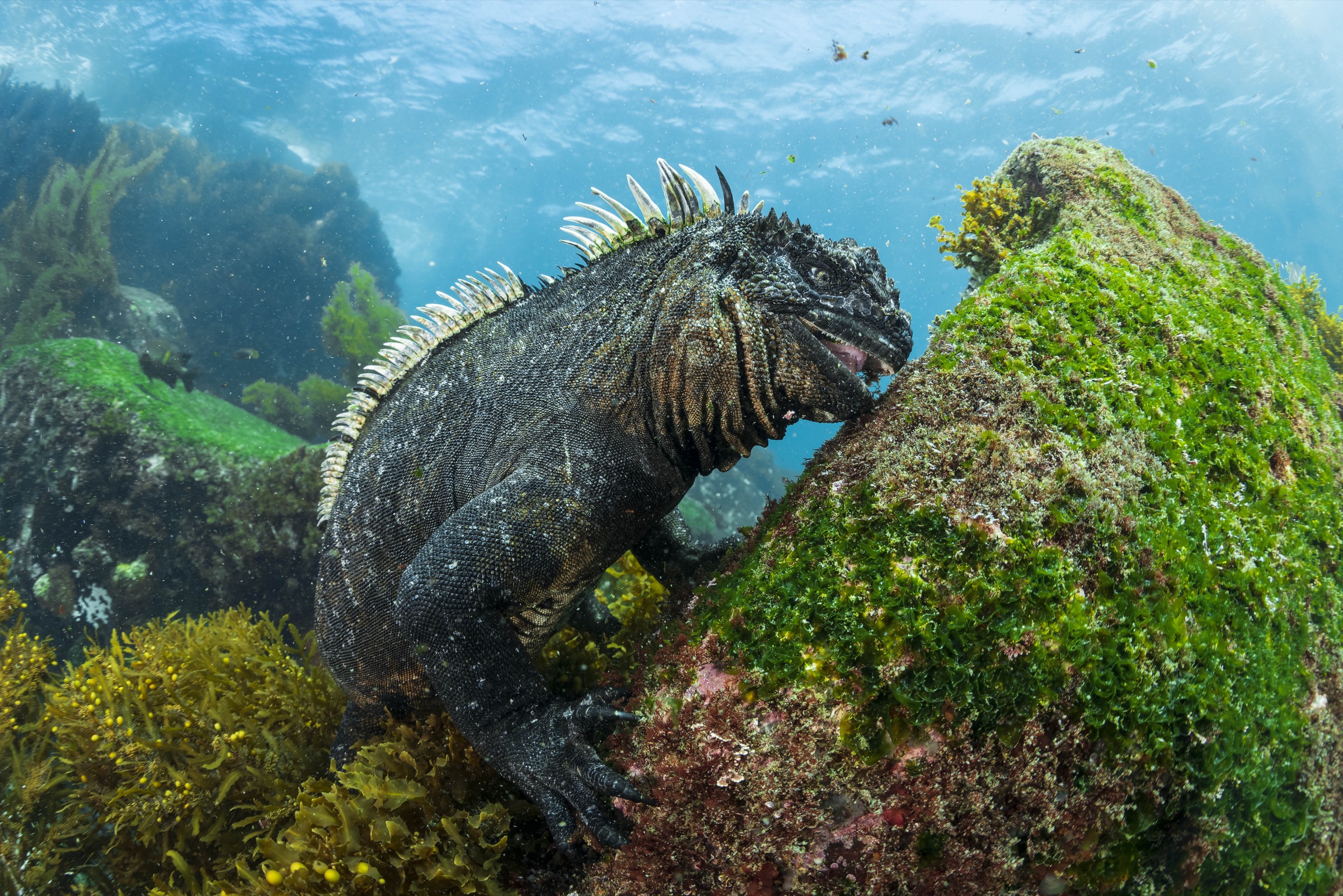 Galápagos Dive Liveaboard